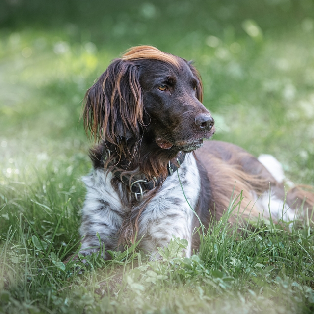 Dux vom Fleckenbühlerland
